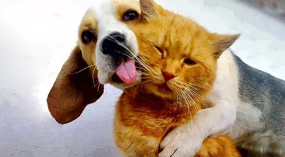 Могут ли собака и кошка стать друзьями? | Пикабу