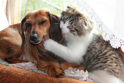 Собака и кошка вместе в одном доме - реальность.