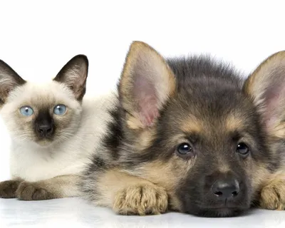 немецкая овчарка и кошки позируют на улице, картинка кота и собаки вместе,  кошка, собака фон картинки и Фото для бесплатной загрузки