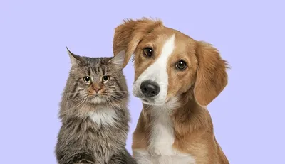 Можно ли содержать собаку и кошку вместе в доме | Мир домашних животных |  Дзен