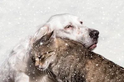 25 фотодоказательств того, что кошки и собаки умеют дружить