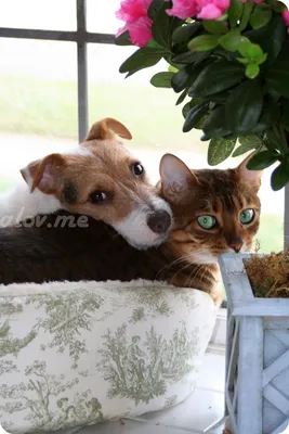 Собаки и кошки вместе стоковое фото. изображение насчитывающей  млекопитающее - 179644212