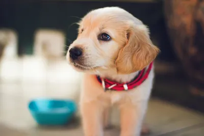 Самые милые щенки маленьких пород собак | Лапки.TV | Дзен