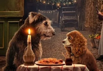 Смотреть мультфильм Звёздные собаки: Белка и Стрелка 2010 года онлайн в  хорошем качестве 720p