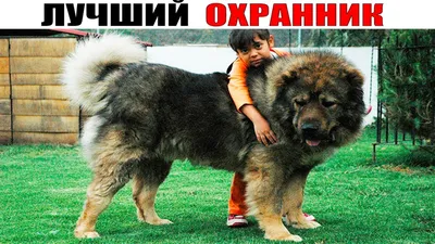 Кавказская овчарка - большая, сильная, крепкая и внушительная собака.  Описание, фото, отзывы владельцев