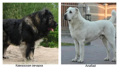 Dudusik Dog. Уроки - 5 особенностей кавказских овчарок, о которых вы  наверняка не знали - Помощь кавказским овчаркам