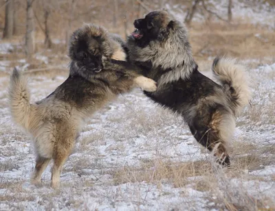 Кавказская овчарка (50 фото) | Caucasian shepherd dog, Types of dogs,  Shepherd dog