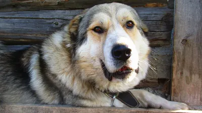 кавказская овчарка собака зимой 2021 Стоковое Изображение - изображение  насчитывающей класть, имеет: 209835325