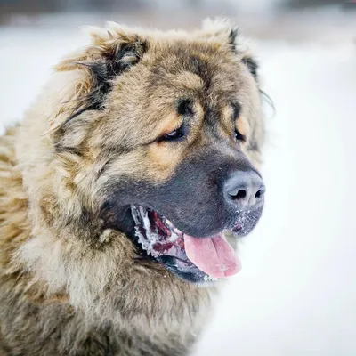 большая коричневая собака осенью, 5 фотографий для любителей собак,  картинка кавказской овчарки фон картинки и Фото для бесплатной загрузки