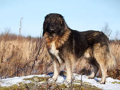 SOBAKA.LV | Породы собак | Кавказская овчарка | Фото 41924