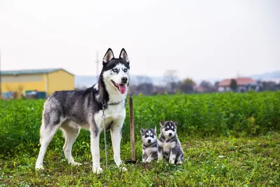 Потомство хаски - питомник Husky Fund