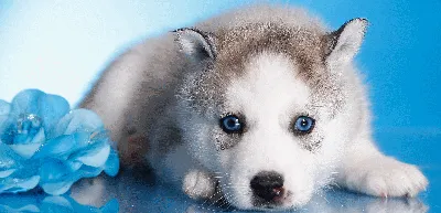 Самый милый щенок хаски крупным …» — создано в Шедевруме