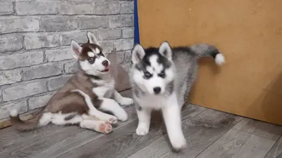 щенок, Husky, puppy, funny animals, cute animals, 4k (vertical) | Cute  puppies, Husky puppy, Puppies