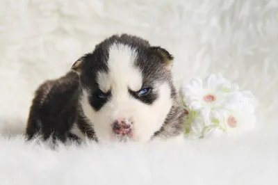 Чем отличаются лайки от хаски / хаски (husky, сибирская хаски, сибирский  хаски, ) :: лайка :: живность :: собака (собакен, собакены, собаки, щенки,  щенок, собака, пёсель, пёс, пёсики ) :: копипаст ::