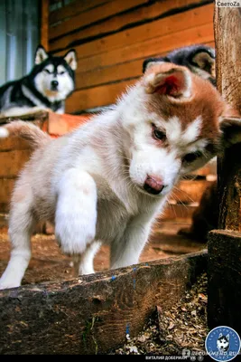 Сибирские Хаски щенки (40 фото)