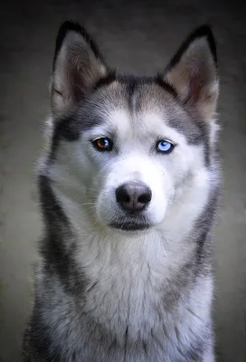 Хаски Собака Сибирский - Бесплатное фото на Pixabay - Pixabay