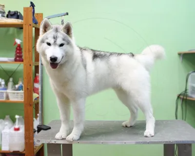 Породный ветеринарный паспорт зоотовар для собак и щенков породы сибирский  хаски, ветпаспорт, документ - купить с доставкой по выгодным ценам в  интернет-магазине OZON (407243815)