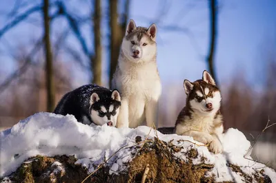 О породах собак. Северные ездовые собаки, часть 1. Сибирский хаски,  аляскинский хаски. | Пикабу
