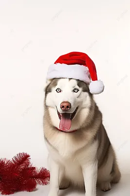 Собака хаски стоит на белом фоне Обои Изображение для бесплатной загрузки -  Pngtree