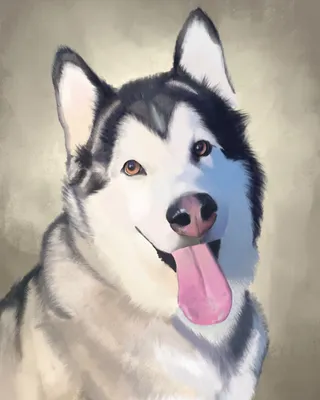 Собака хаски сидит на белом фоне Обои Изображение для бесплатной загрузки -  Pngtree