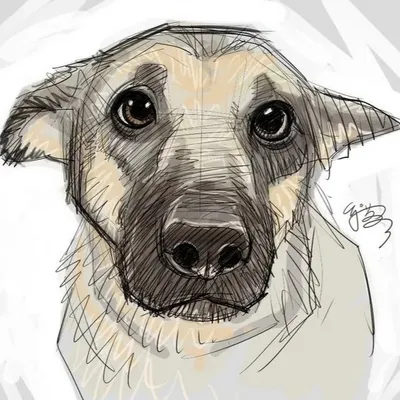 Картинки собак нарисованные карандашом