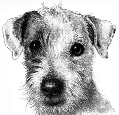Как нарисовать нос собаки | FLATONIKA