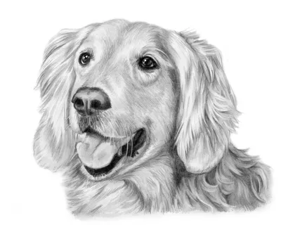 Как нарисовать собаку карандашом и не только - поэтапные инструкции