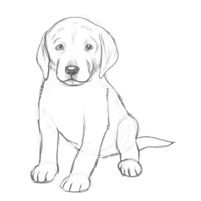 Легкие рисунки для срисовки карандашом — Стихи, картинки и любовь… | Puppy  coloring pages, Cute dog drawing, Puppy sketch