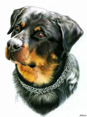 цветные карандаши | Собака рисунки, Ротвейлер, Собаки