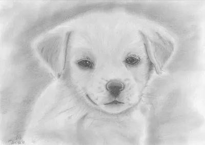 Собачка рисунок карандашом для срисовки - 41 фото