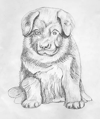 Рисунок собаки карандашом для детей в школу и детский садик.