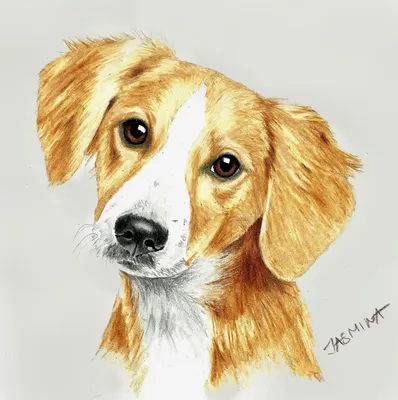 Рисунок собаки карандашом для детей цветной - 47 фото
