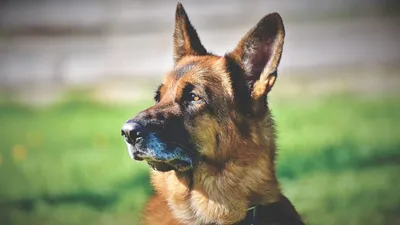Немецкая овчарка собака: фото, характер, описание породы