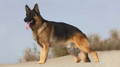 немецкая овчарка🖤🤎 | Сторожевая собака, Котопес, Немецкие овчарки