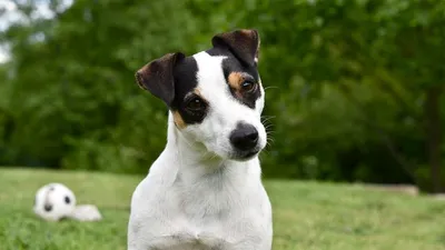 Джек-рассел-терьер собака: фото, характер, описание породы