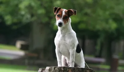 Royal Canin Jack Russell Terrier Puppy Сухой корм для щенков породы Джек  Рассел Терьер 1.5 кг (8221210) - купить на Korm.com.ua