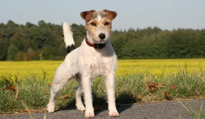 Royal Canin Jack Russell Terrier Adult сухой корм с птицей для взрослых собак  породы Джек Рассел Терьер от 10 месяцев - 500 г - купить в Москве |  КотМатрос