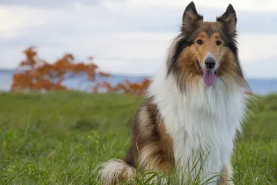 Колли длинношерстная – великобританская порода собак | Животный и  растительный мир | Дзен