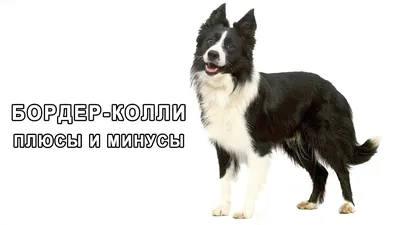 Кинологи США составили рейтинг самых умных пород собак - РИА Новости,  14.10.2013
