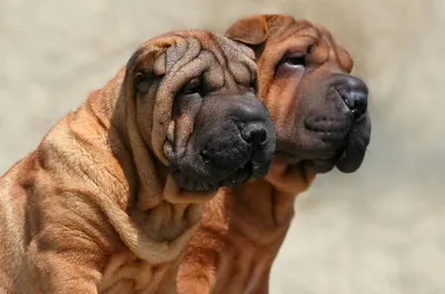 Порода собак со складками на морде - 65 фото