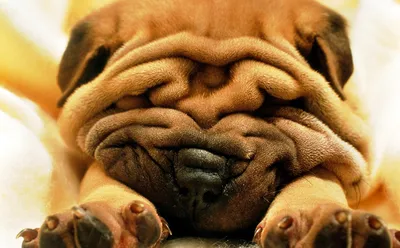 Собаки породы Шарпей: особенности ухода и выбора щенка - Бізнес новини  Хмельницького