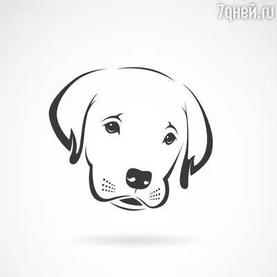 Как нарисовать собаку - 7Дней.ру