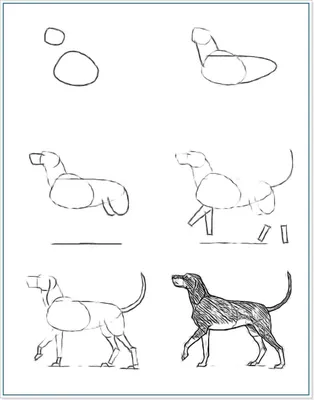 Как нарисовать собаку | Блог художника | Рисовать, Рисунок животных,  Рисовать животных