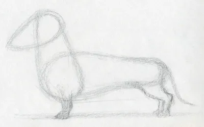 Как нарисовать морду собачки | Рисуй с Тимуром | Дзен