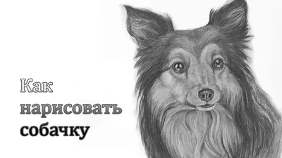 рисуем собаку акварелью, картинка с изображением собаки фон картинки и Фото  для бесплатной загрузки