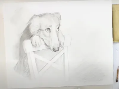 Учимся рисовать собаку | Уроки рисования собак от Художник Онлайн