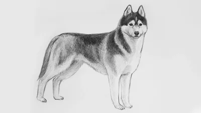 Иллюстрация 1 из 18 для Учитесь рисовать собак - Джереми Морган | Лабиринт  - книги. Источник: Лабиринт