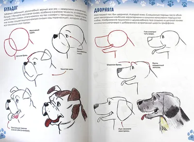 Как нарисовать собаку шаг за шагом