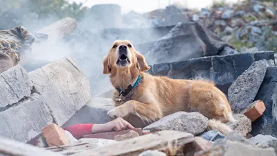 Лучшей собакой-спасателем России в 2021 году стала дратхаар Гретта - РИА  Новости, 08.02.2022
