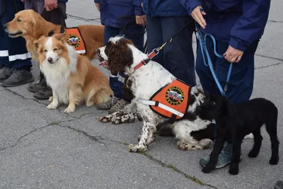 Фотографии отважных собак-спасателей в местах землетрясения в Турции |  PhotoWebExpo | Дзен